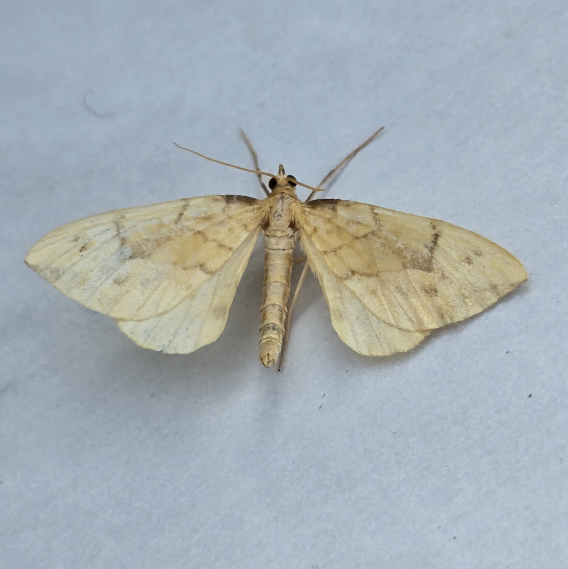 Photo of Barred Straw (Gandaritis pyraliata)